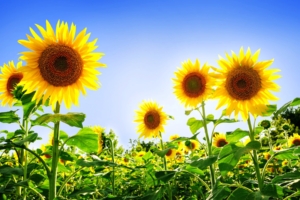Gorgeous Sunflowers463284561 300x200 - Gorgeous Sunflowers - Sunflowers, Gorgeous, Awesome